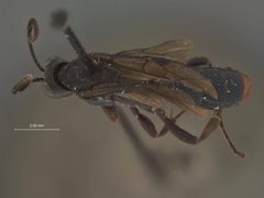 Barichneumon brunneicauda by the Smithsonian. Used under a CC0 license.