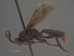 Barichneumon brunneicauda by the Smithsonian. Used under a CC0 license.