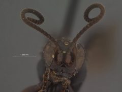 Barichneumon brunneicauda by the Smithsonian. Used under a CC0 license.