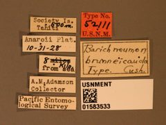 Barichneumon brunneicauda by the Smithsonian. Used under a CC0 license.