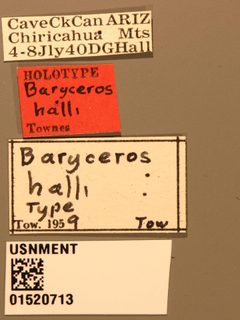 Baryceros halli by the Smithsonian. Used under a CC0 license.
