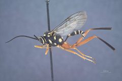 Baryceros halli by the Smithsonian. Used under a CC0 license.