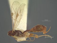 Barycnemis linearis by the Smithsonian. Used under a CC0 license.