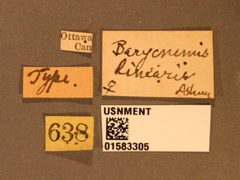 Barycnemis linearis by the Smithsonian. Used under a CC0 license.