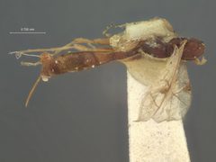 Barycnemis linearis by the Smithsonian. Used under a CC0 license.