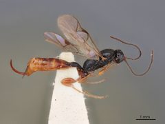 Barycnemis slossonae by the Smithsonian. Used under a CC0 license.