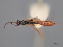 Barycnemis slossonae by the Smithsonian. Used under a CC0 license.