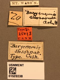 Barycnemis slossonae by the Smithsonian. Used under a CC0 license.