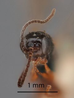 Barycnemis slossonae by the Smithsonian. Used under a CC0 license.