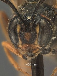 Barylypa huachucana by the Smithsonian. Used under a CC0 license.
