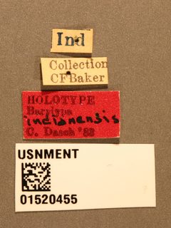 Barylypa indianensis by the Smithsonian. Used under a CC0 license.