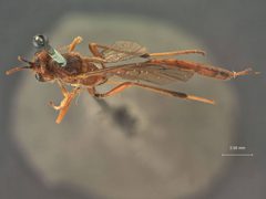 Barylypa indianensis by the Smithsonian. Used under a CC0 license.