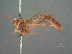 Barylypa indianensis by the Smithsonian. Used under a CC0 license.