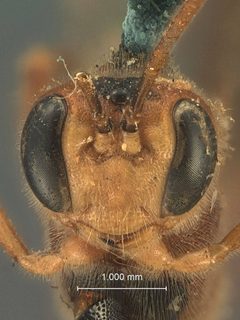 Barylypa indianensis by the Smithsonian. Used under a CC0 license.