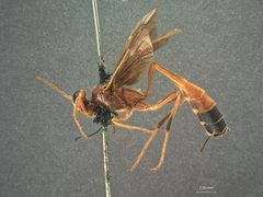 Barylypa releyi by the Smithsonian. Used under a CC0 license.