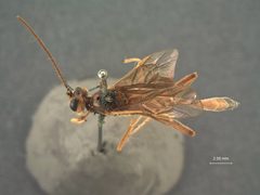 Barylypa releyi by the Smithsonian. Used under a CC0 license.