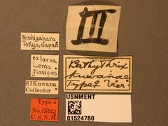 Bathythrix kuwanai by the Smithsonian. Used under a CC0 license.