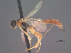 Bathythrix meteori by the Smithsonian. Used under a CC0 license.