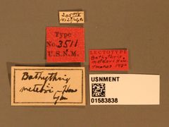 Bathythrix meteori by the Smithsonian. Used under a CC0 license.