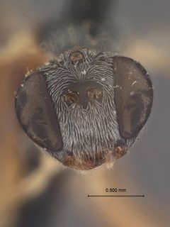 Bathythrix meteori by the Smithsonian. Used under a CC0 license.