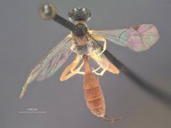 Bathythrix meteori by the Smithsonian. Used under a CC0 license.