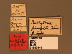 Bathythrix pimplae by the Smithsonian. Used under a CC0 license.