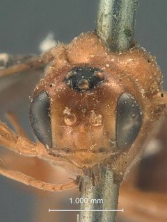 Boethus alaingens by the Smithsonian. Used under a CC0 license.
