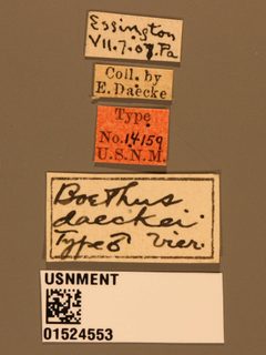 Boethus daeckei by the Smithsonian. Used under a CC0 license.