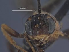 Boethus daeckei by the Smithsonian. Used under a CC0 license.