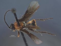 Boethus daeckei by the Smithsonian. Used under a CC0 license.