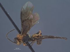 Boethus daeckei by the Smithsonian. Used under a CC0 license.