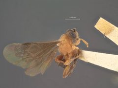 Boethus howardi by the Smithsonian. Used under a CC0 license.