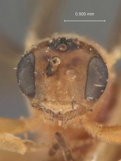 Boethus howardi by the Smithsonian. Used under a CC0 license.