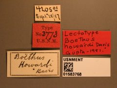 Boethus howardi by the Smithsonian. Used under a CC0 license.