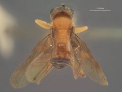 Boethus howardi by the Smithsonian. Used under a CC0 license.