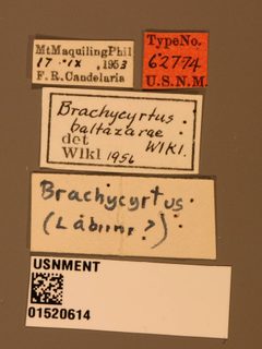 Brachycyrtus baltazarae by the Smithsonian. Used under a CC0 license.