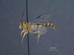 Brachycyrtus baltazarae by the Smithsonian. Used under a CC0 license.