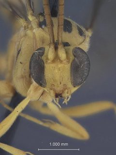 Brachycyrtus baltazarae by the Smithsonian. Used under a CC0 license.