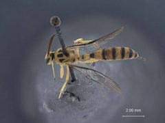 Brachycyrtus baltazarae by the Smithsonian. Used under a CC0 license.