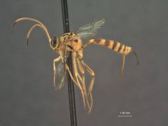 Brachycyrtus oculatus by the Smithsonian. Used under a CC0 license.