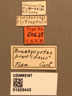 Brachycyrtus pretiosus by the Smithsonian. Used under a CC0 license.