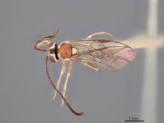 Brachycyrtus pretiosus by the Smithsonian. Used under a CC0 license.