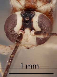 Brachycyrtus pretiosus by the Smithsonian. Used under a CC0 license.
