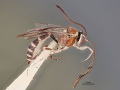Brachycyrtus pretiosus by the Smithsonian. Used under a CC0 license.