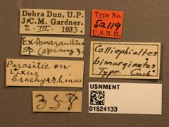 Calliephialtes bimarginatus by the Smithsonian. Used under a CC0 license.