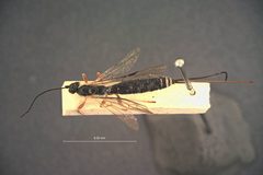 Calliephialtes bimarginatus by the Smithsonian. Used under a CC0 license.