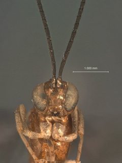 Calliephialtes ferrugineus by the Smithsonian. Used under a CC0 license.