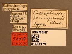 Calliephialtes ferrugineus by the Smithsonian. Used under a CC0 license.