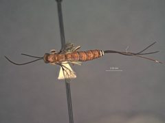 Calliephialtes ferrugineus by the Smithsonian. Used under a CC0 license.