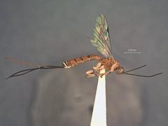 Calliephialtes ferrugineus by the Smithsonian. Used under a CC0 license.